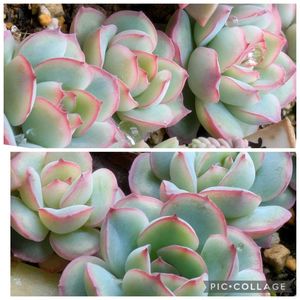 春うらら,多肉植物,葉挿し,リメ缶,多肉寄せ植えの画像