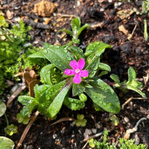 シレネ,シレネ ピンクパンサー(シレネ カロリニアナ),地植え,ガーデニング,庭の画像