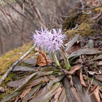 ショウジョウバカマ,ショウジョウバカマ,山野草,野草,自生の画像