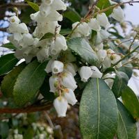 アセビ,ウォーキングの画像