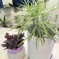 モンキーツリー,モンキーツリー,トラディスカンティア,トラディスカンティア,観葉植物の画像