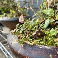 ショウジョウバカマ,ヤクシマ ショウジョウバカマ,山野草,花のある暮らし,今日のお花の画像