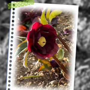 クリスマスローズ,可愛らしい,花のある暮らしの画像