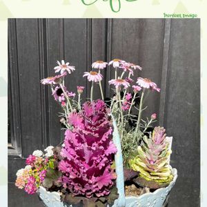 葉牡丹,ハボタン　ラブポーション　ブラッシカ,三ツ星品質ハボタン,サラセレネ　ミクロスコピオ,可愛らしいの画像