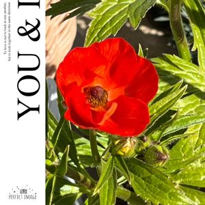 ラナンキュラスラックスサラセレネミクロスコピオ,鮮やか ,花のある暮らしの画像