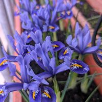 スノードロップ,ミニアイリス,クリスマスロ－ズ,アムステルダム,オランダの画像