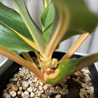 クロロフィツム プリンセスメイプル,観葉植物,インドアグリーン,PR,三ツ星品質モニターの画像