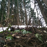 ショウジョウバカマ,ショウジョウバカマ,ショウジョウバカマ,ショウジョウバカマ,ショウジョウバカマの蕾の画像