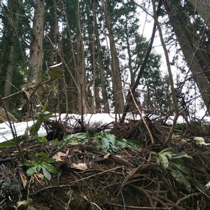 ショウジョウバカマ,ショウジョウバカマ,ショウジョウバカマ,ショウジョウバカマ,ショウジョウバカマの蕾の画像