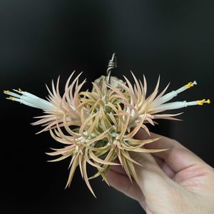 チランジア,エアプランツ,エアプランツ チランジアの画像