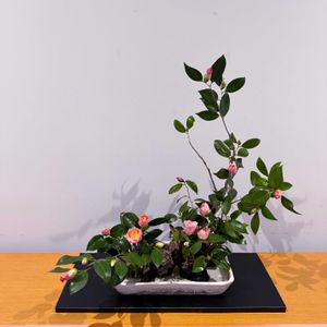 ツバキ,ヤブツバキ,西王母,いけばな,生花の画像