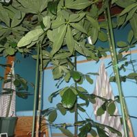 パキラ,パキラ ミルキーウェイ,パキラ・グラブラ,パキラ・アクアティカ,観葉植物の画像