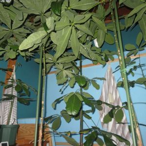 パキラ,パキラ ミルキーウェイ,パキラ・グラブラ,パキラ・アクアティカ,観葉植物の画像