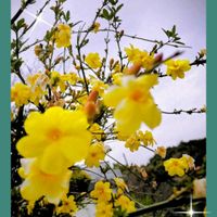 オウバイ,黄梅,雲南黄梅,雲南黄梅,ウンナンオウバイの画像