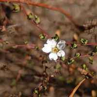 ユキヤナギ,ユキヤナギ（雪柳）,花散歩,ご近所散歩,ユキヤナギ観察隊の画像