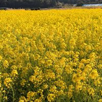 菜の花,葉牡丹,河津桜,春のお花,千葉県の画像