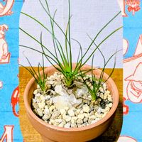 ヒヤシンス,アルブカ,アルブカ　フミリス,いつもありがとう♡の画像