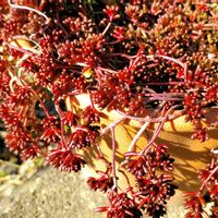 ベッラ デ インベルノ,多肉植物,セダム属,多肉大好き,多肉中毒の画像