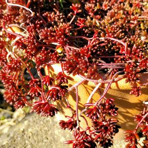 ベッラ デ インベルノ,多肉植物,セダム属,多肉大好き,多肉中毒の画像