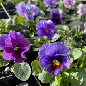 種からビオラ,いつもありがとう♡,種まきっ子,種まき,キラキラ✨の画像