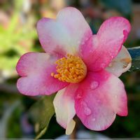 椿「夢」,癒し, クリスマスローズ,ほっこり笑顔に,クリスマスローズ(和名、寒芍薬)の画像