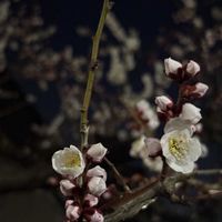 白梅,開花,白い花, 梅の花の画像