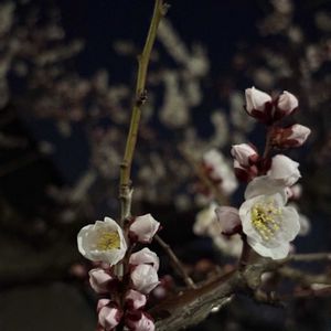 白梅,開花,白い花, 梅の花の画像