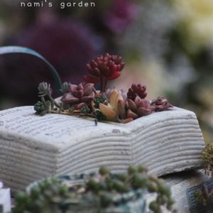 多肉寄せ植え,ブック型プランター,ブック型寄せ植え,毎月23日は本と植物と。,小さな庭の画像