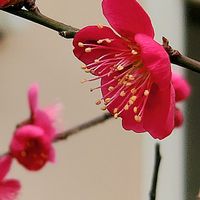 ウメ,サクラソウ,ジンチョウゲ,ツバキ,ボケの画像