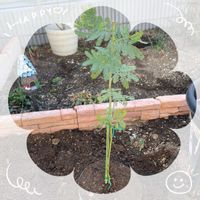 キンセンカ,ヒペリカム,ミモザアカシア,お花大好き♡,復興祈願の画像