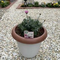 ローダンセマム,ローダンセマム,ローダンセマムプチマカロン,ローダンセマムプチマカロン,ガーデニング初心者の画像