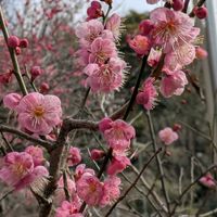 ウメ,ウメ,ウメ,タンポポ,タンポポの画像