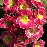 プリムラジュリアン,美しい花,私のお気に入り,可愛い花,素敵な花の画像