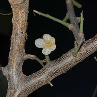 カリン,ロウバイ,咲いてました〜❣️,えっ‼︎  えっ⁉️,孫とふたりで❣️の画像