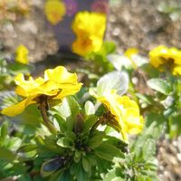 サイネリア,サイネリア,サイネリア,サクラソウ,サクラソウの画像