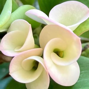 ハナキリン,多肉植物,鉢植え,白い花,癒しの画像