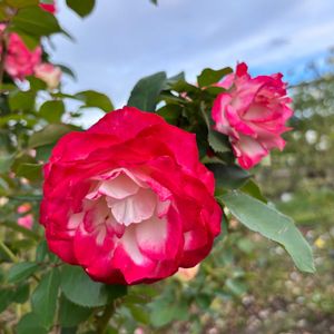 薔薇,せんだい農業園芸センター,お散歩ちゃんキーホルダー,お散歩は季節をまとって,大人のきせかえ人形の画像