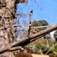 フジ,ノダフジ,藤（ふじ）,藤の冬芽と葉痕,フジの冬芽の画像