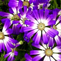 サイネリアの画像