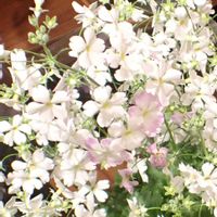 プリムラ・マラコイデス ,鉢植え,室内の画像