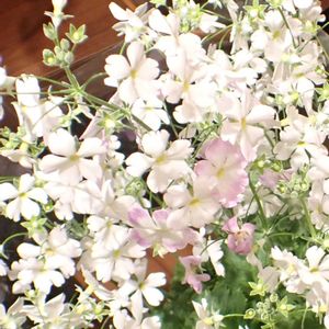 プリムラ・マラコイデス ,鉢植え,室内の画像