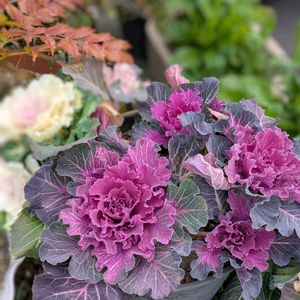 葉牡丹,アプローチの画像