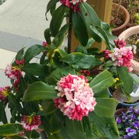 ジンチョウゲ,玄関アプローチの画像