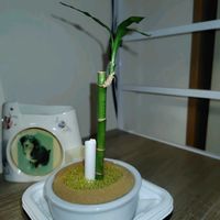 ミリオンバンブーの画像