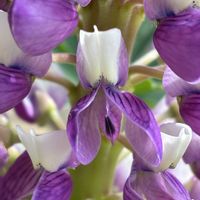 ルピナスの画像