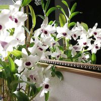 デンドロビウム,デンドロビウム　ユキダルマクイーン,洋ラン,花のある暮らし,デンドロビウム属の画像
