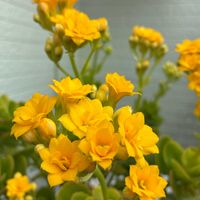 カランコエ,カランコエ,ビオラねおん,ビオラねおん,花のある暮らしの画像