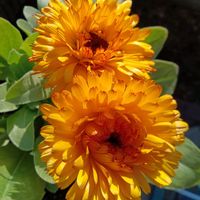 キンセンカ,GSに感謝。,二番花,お花は癒し,GS皆様ありがとうの画像