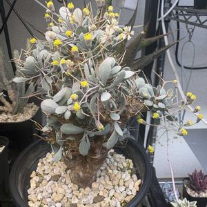 オトンナ・ユーフォルビオイデス,オトンナ属,コーデックス,キク科,冬型塊根の画像