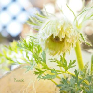 西洋オキナグサ,かわいいな♡,植物のある暮らし,植中毒,おうち園芸の画像